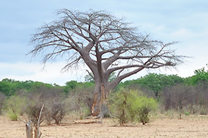An awesome baobab is seen in the far distance