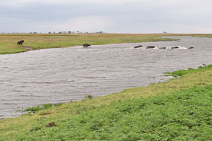 African buffaloes run across the Chobe river