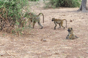 Three baboons
