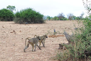 Two baboons is walking