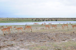 Impalas and African buffaloes
