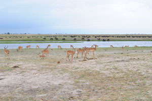 The impalas are in Botswana and the African buffaloes are in Namibia