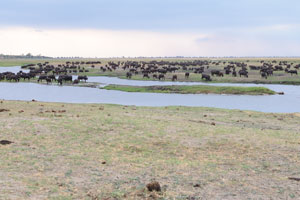 An obstinacy of African buffaloes