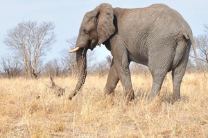 An elephant is walking on dried grass