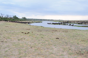 An obstinacy of African buffaloes crosses the Chobe river