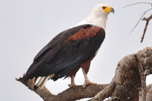 An African fish eagle