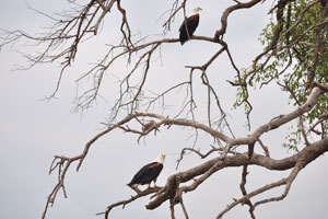 The African fish eagle “Haliaeetus vocifer” is the national bird of Namibia, Zimbabwe, Zambia and South Sudan