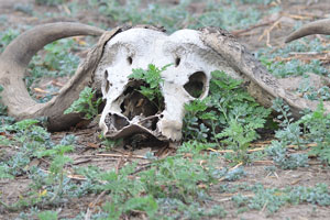 A skull of an African buffalo