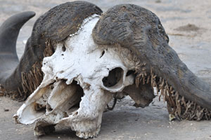 A huge skull of an African buffalo