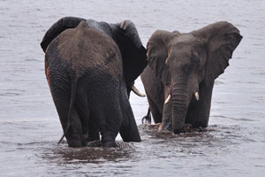 Two African elephants are in the water