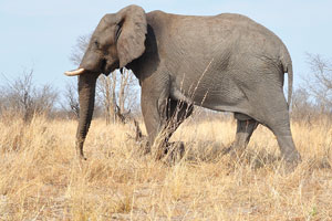 An elephant and a yellow field of dried grass is on the background of blue sky