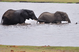 Two African elephants are playing in the Chobe river