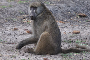 A funny baboon