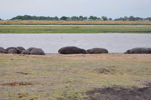 A crash of hippopotamuses