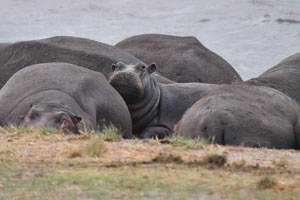 A bloat of hippopotamuses