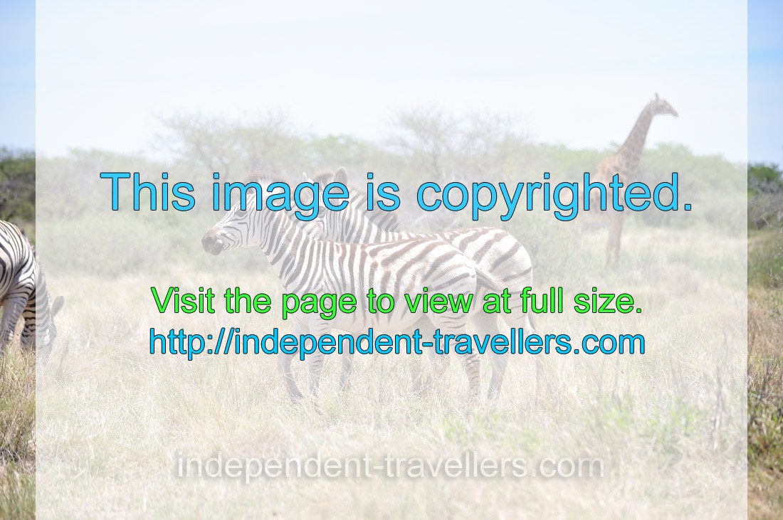 Burchell's zebras are on the background of a giraffe