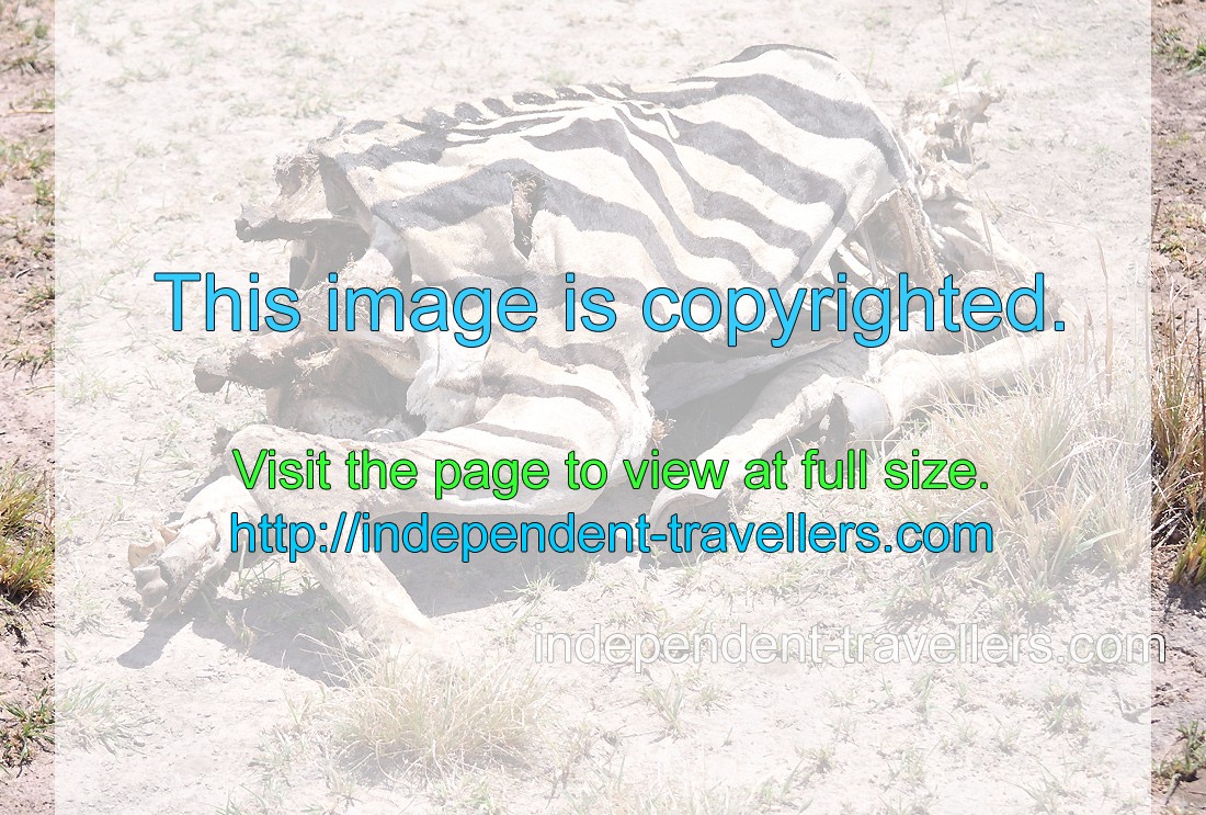 The skin of a dead Burchell's zebra