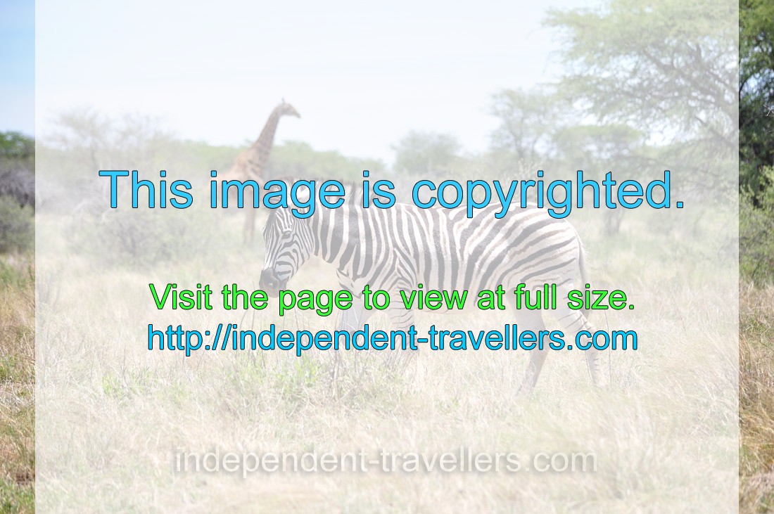 A Burchell's zebra is on the background of a giraffe