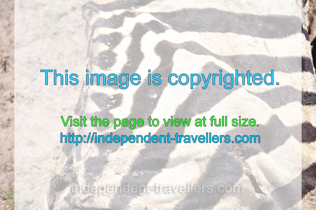 The striped skin of a dead Burchell's zebra