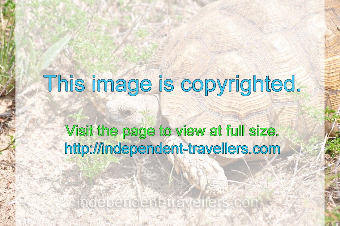 The leopard tortoise “Stigmochelys pardalis”