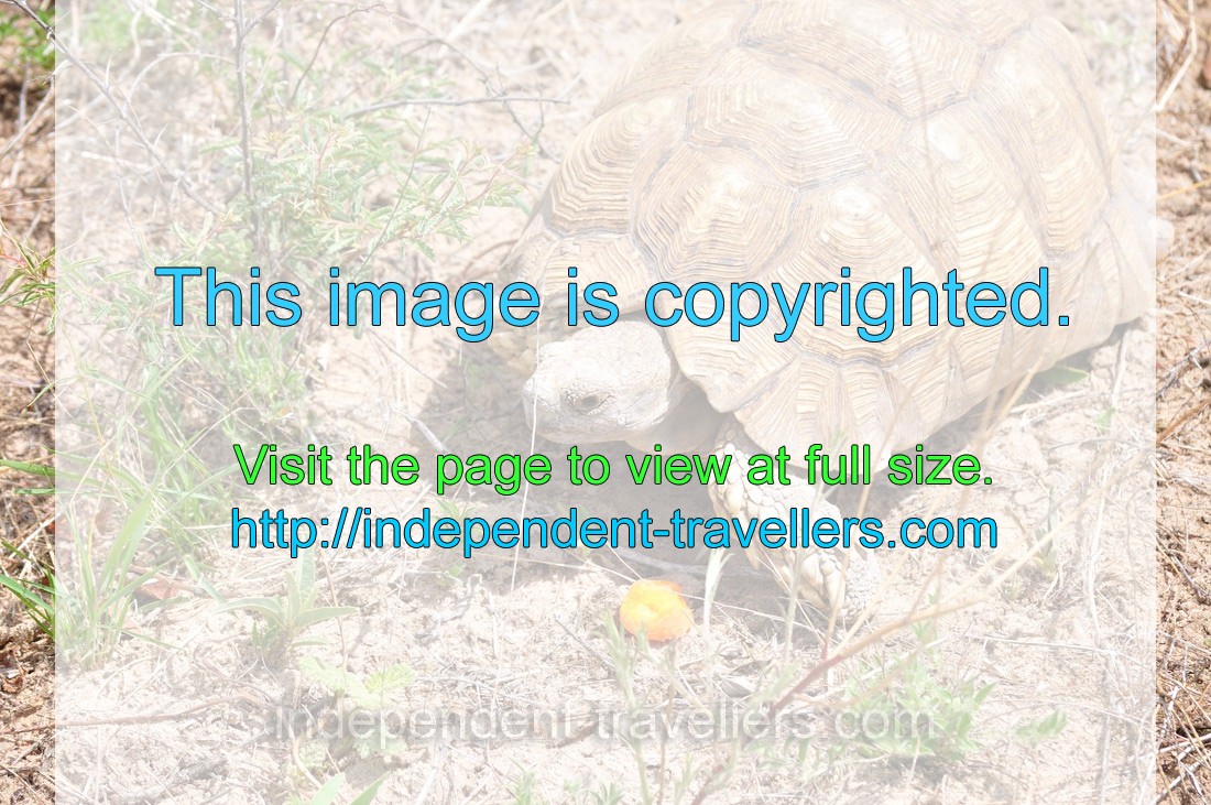 A mature leopard tortoise