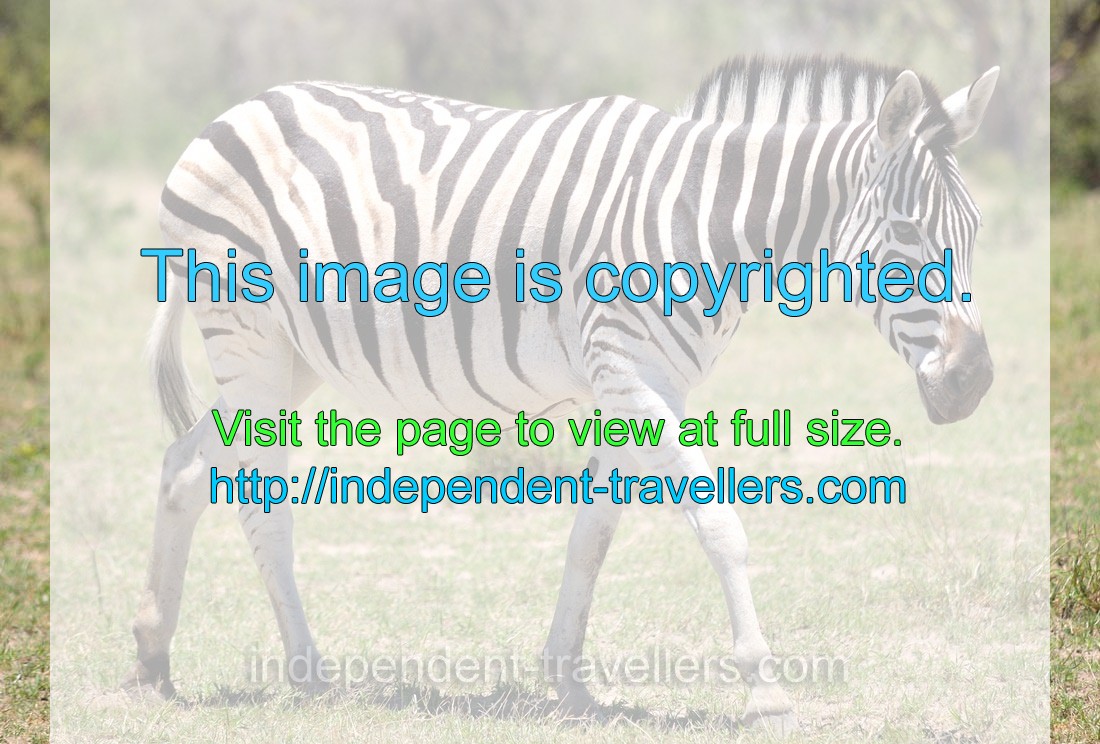 An illustrious Burchell's zebra