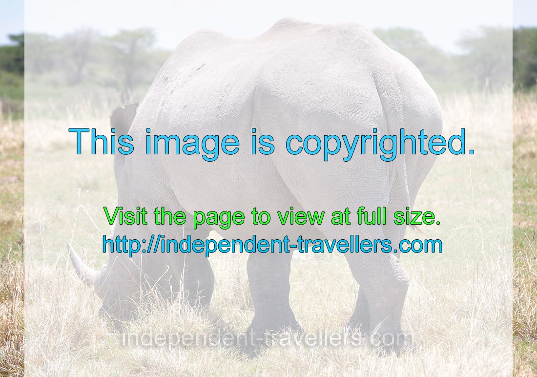 A rear side of a rhinoceros