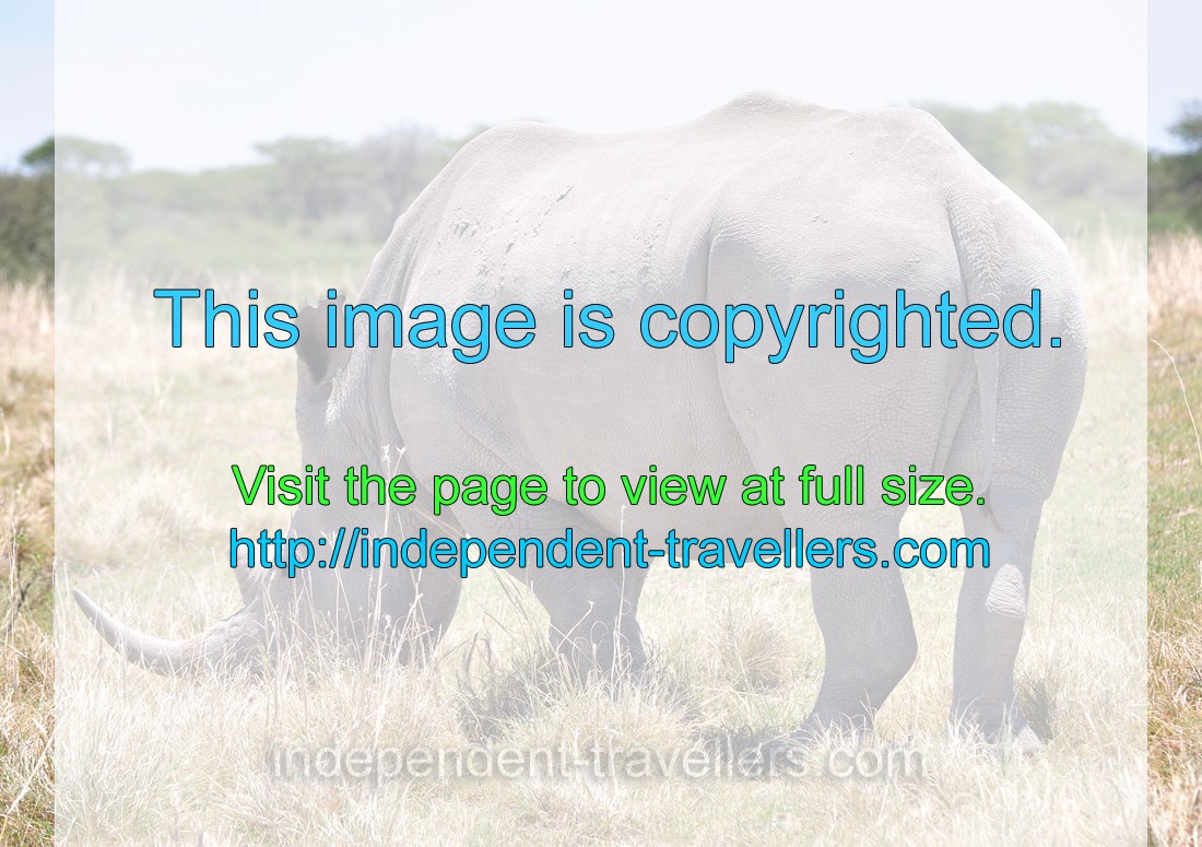 A back side of a rhinoceros