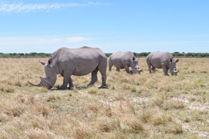 The name rhinoceros is often shortened to rhino