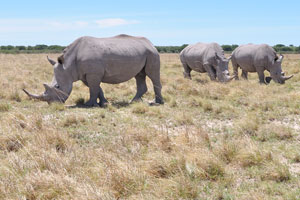 Grey rhinoceroses are grazing against blue sky