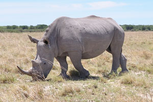 Grey rhinoceroses are grazing on the dry grass