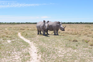 Two rhinoceroses with funny ears