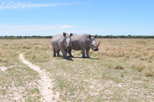 Two lovely rhinoceroses