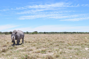 A rhinoceros is grazing under the blue sky