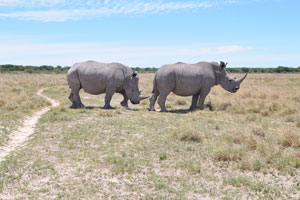 All five species of rhinoceros can grow to weigh over 1000 kg (2200 lb)