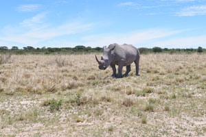 Relative to their large body size, rhinoceroses have small brains