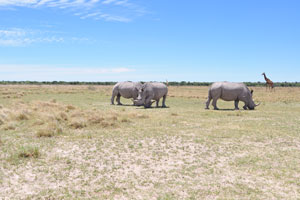 A group of rhinoceroses is called a “herd” or a “crash”