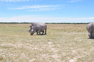 Rhinoceroses are very territorial and mark out their area of land with poop