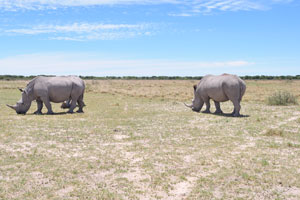 Rhinoceroses use pongy piles to communicate with each other, since each individual's dung smells unique