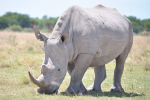 Because of their huge bodies, strong horns and thick, armour-like skin, rhinos have no natural predators