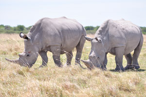 Rhinoceroses get frightened easily!