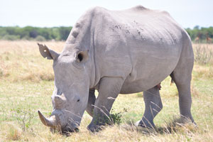 The main threat to rhinoceroses is illegal hunting