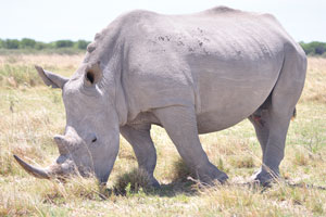 Rhinoceroses have good hearing