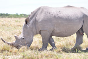 Rhinoceroses do not have good eyesight