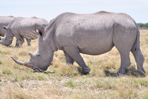 Rhinoceroses have 3 toes on each foot