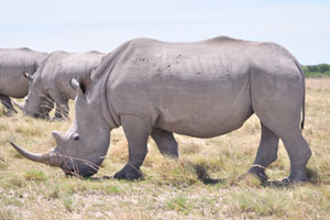 The average life span for a rhinoceros is 35 years