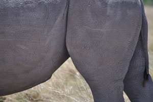 A skin of a rhino