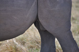 The rear part of the body of a rhino