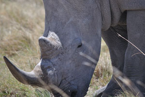The head of a rhino