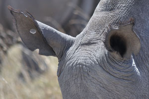 The ears of a rhino